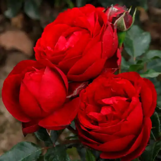 60-90 cm - Trandafiri - Till Eulenspiegel ® - 